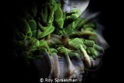 Bubble Shrimp, ANILAO PHILIPPINES by Roy Spraakman 